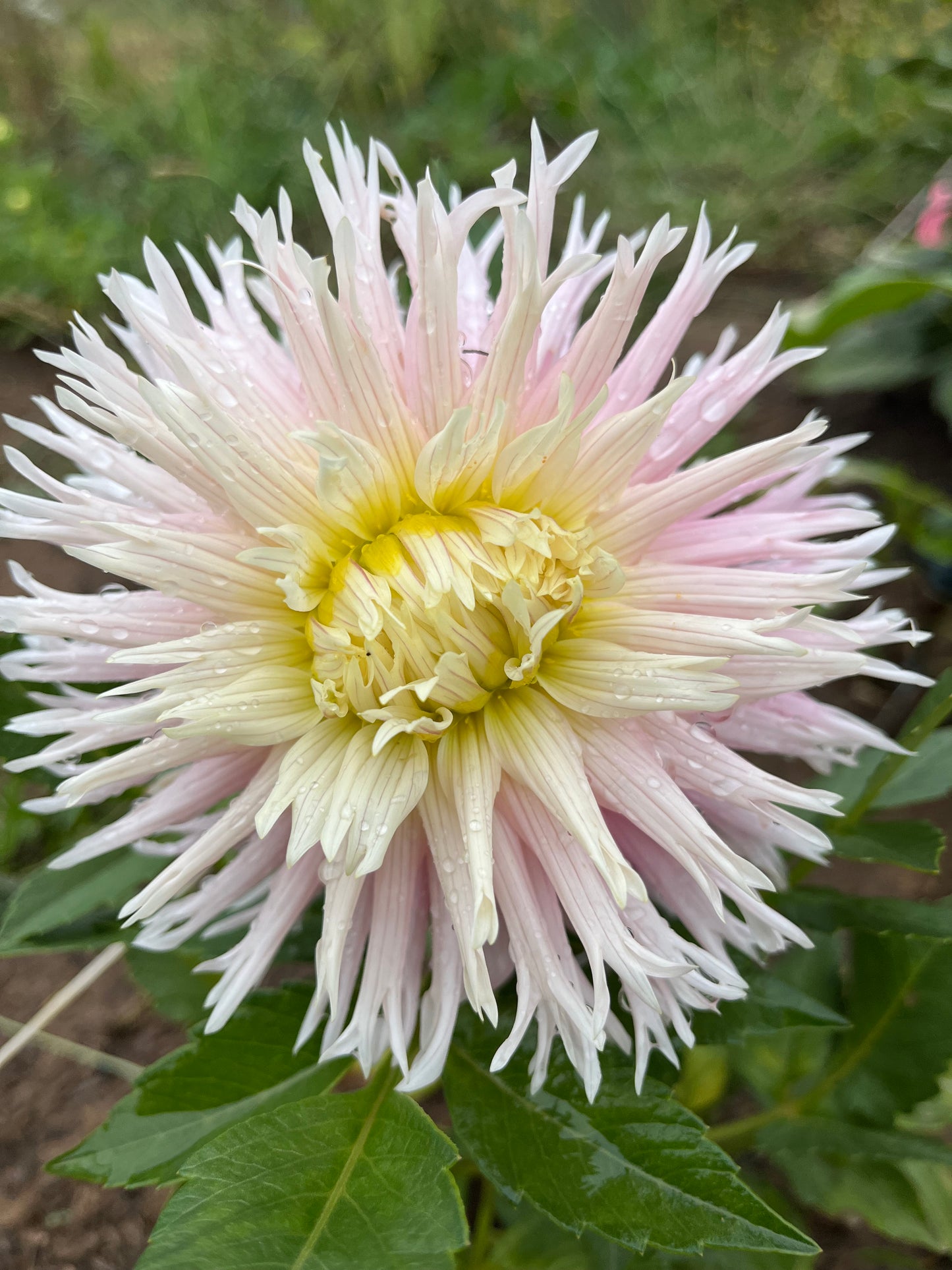 Hollyhill candy stripe