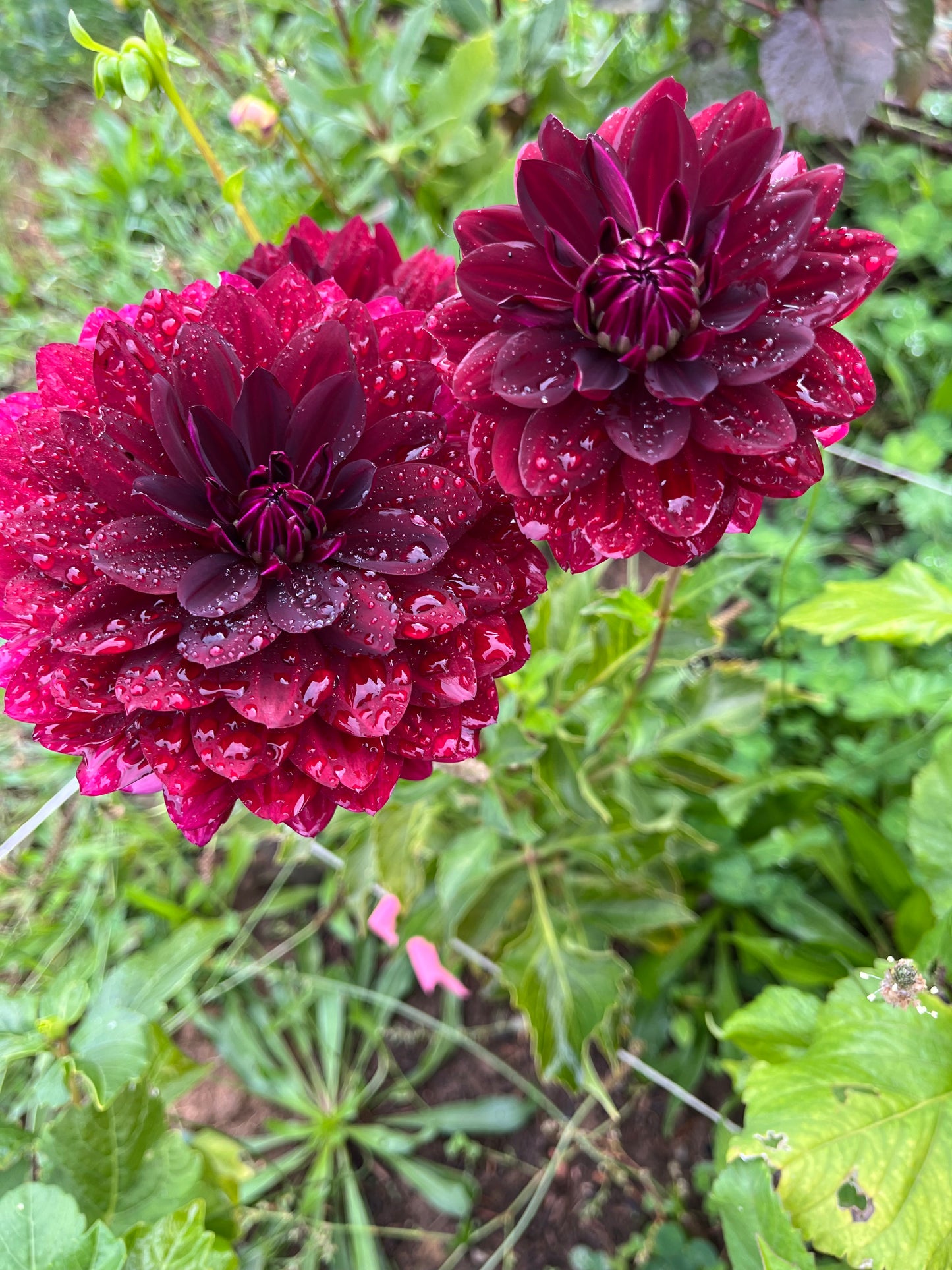 Hollyhill Black Widow