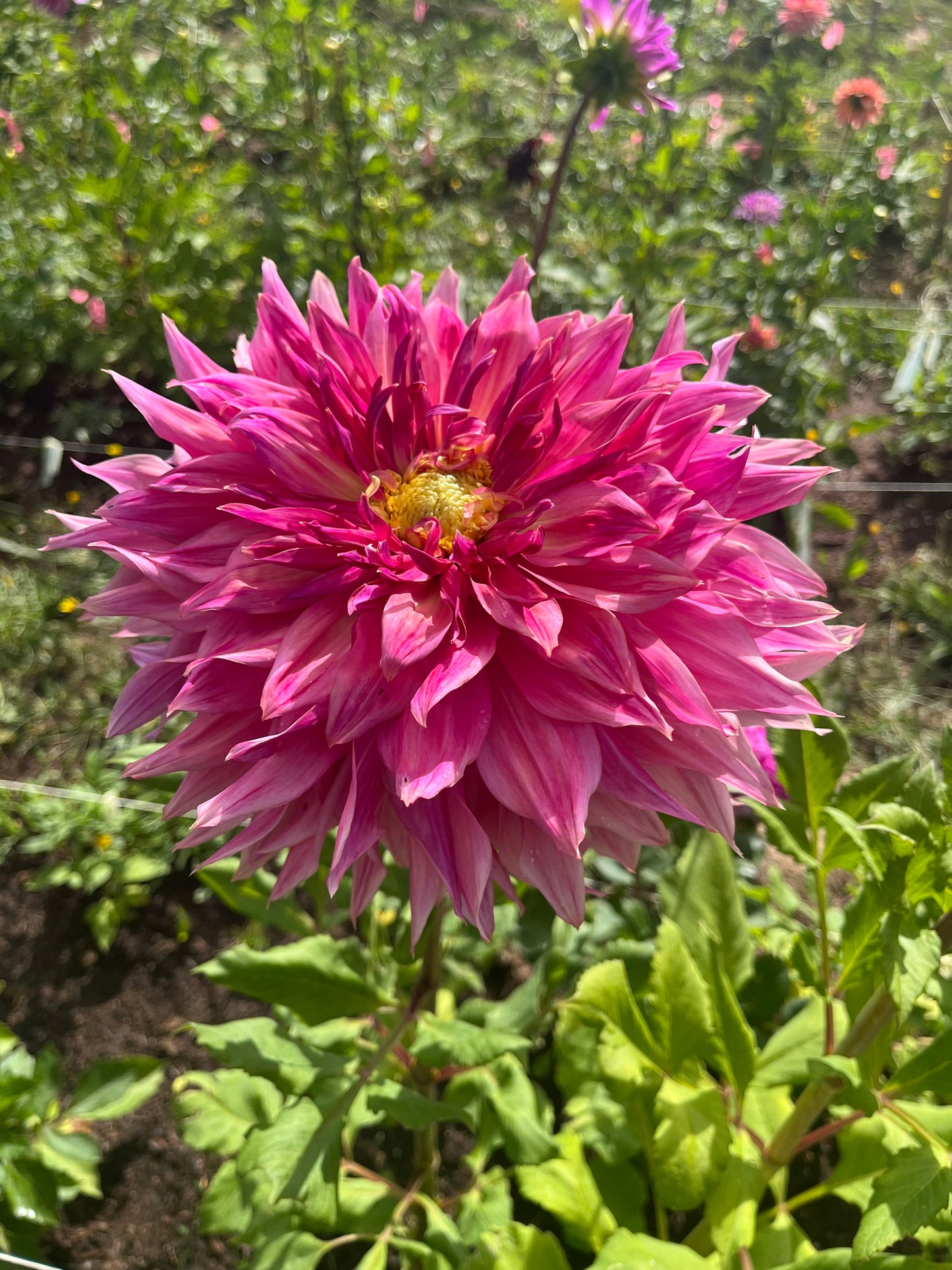 Penhill Dark Monarch