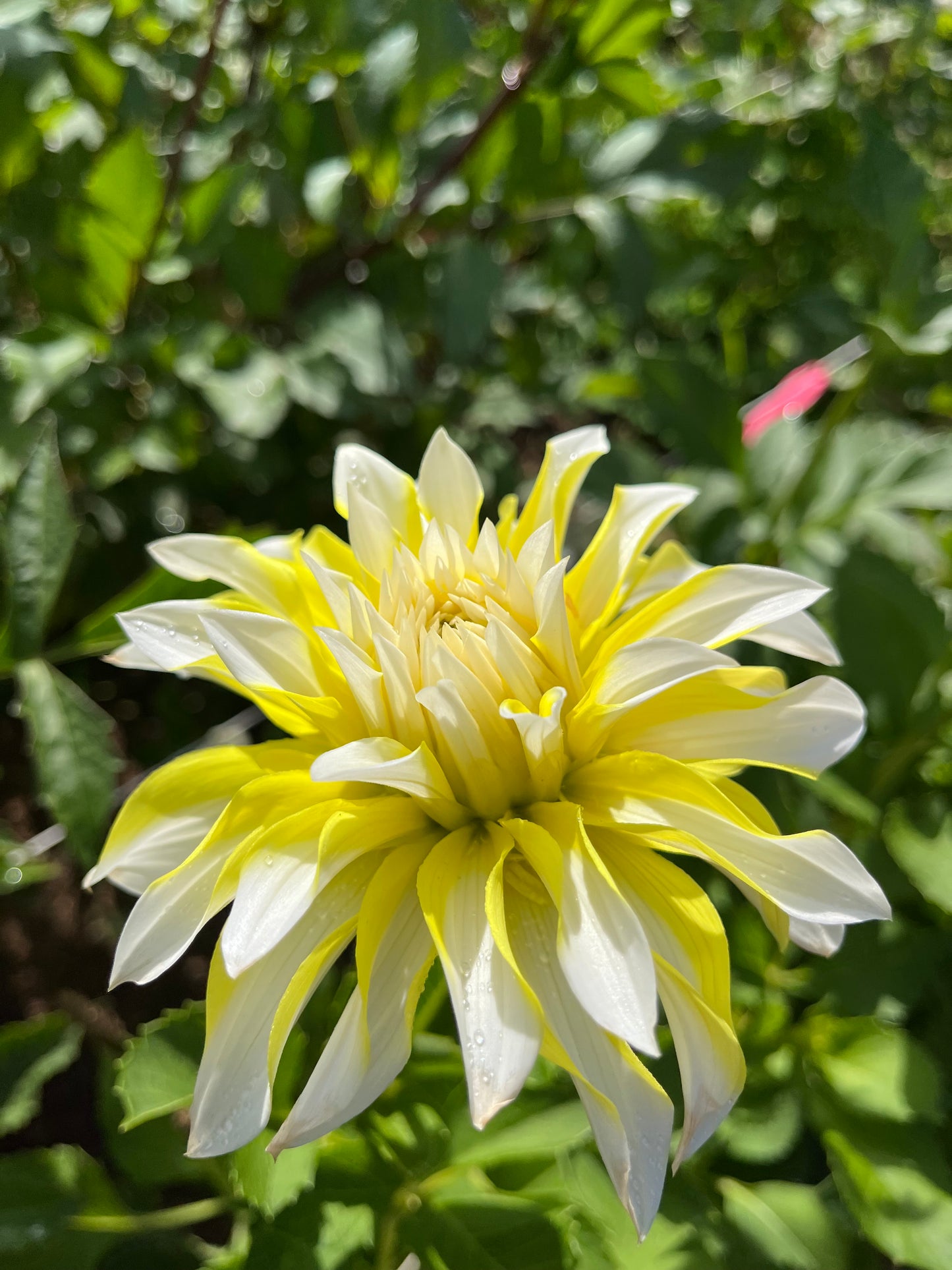 Hollyhill lemon ice