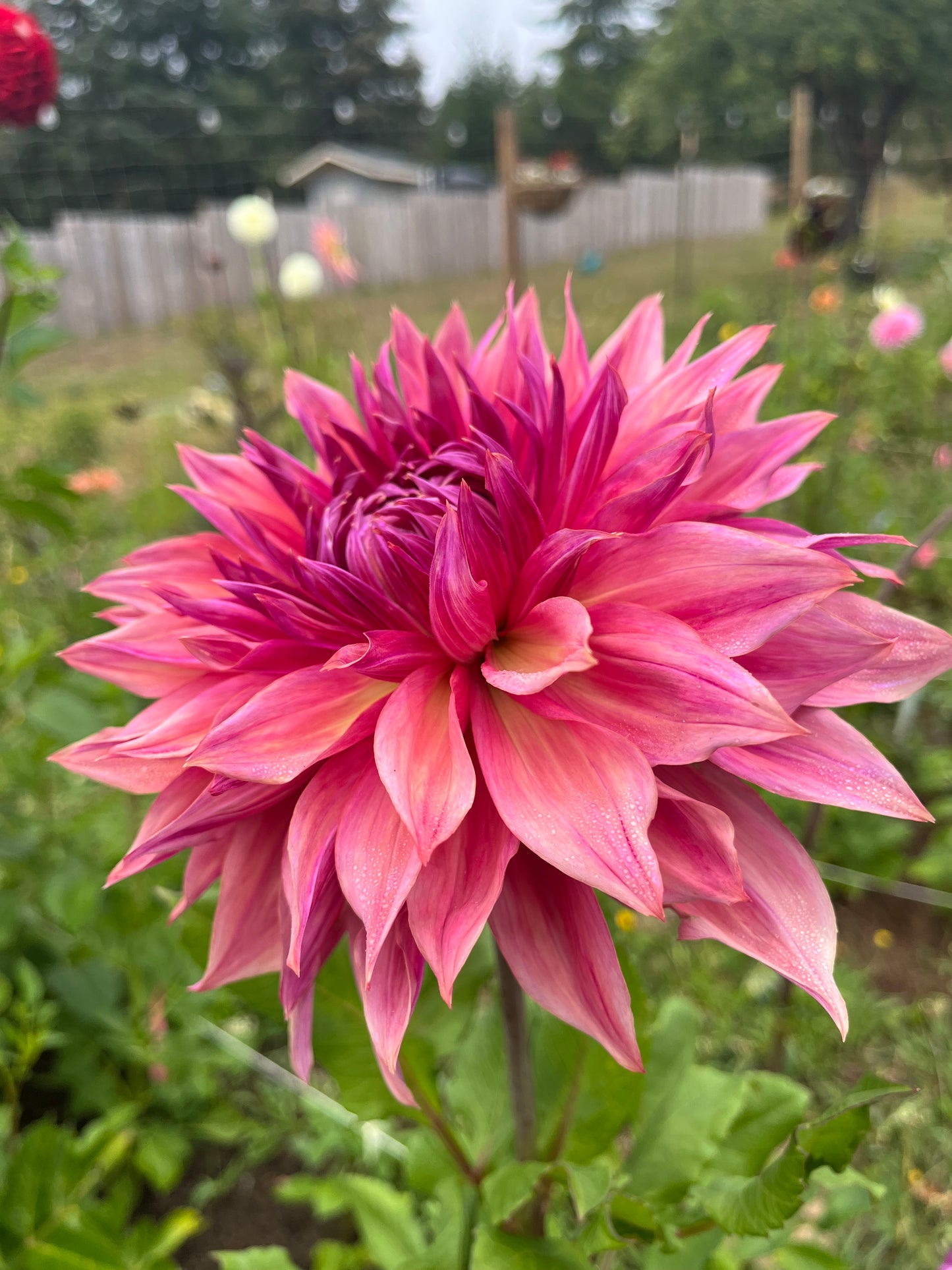 Penhill Dark Monarch