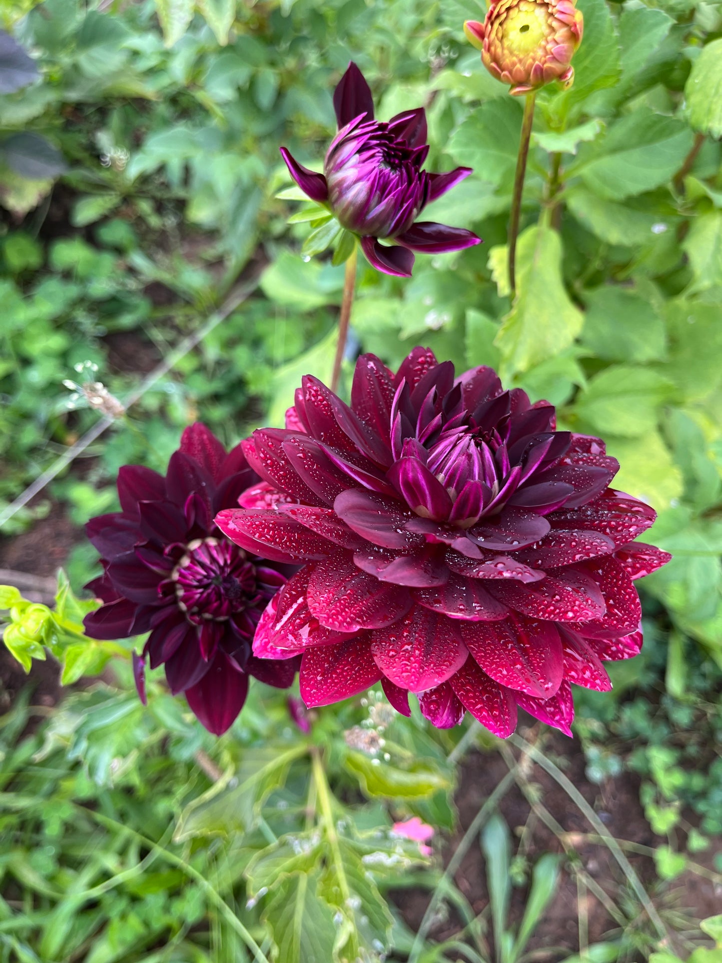 Hollyhill Black Widow