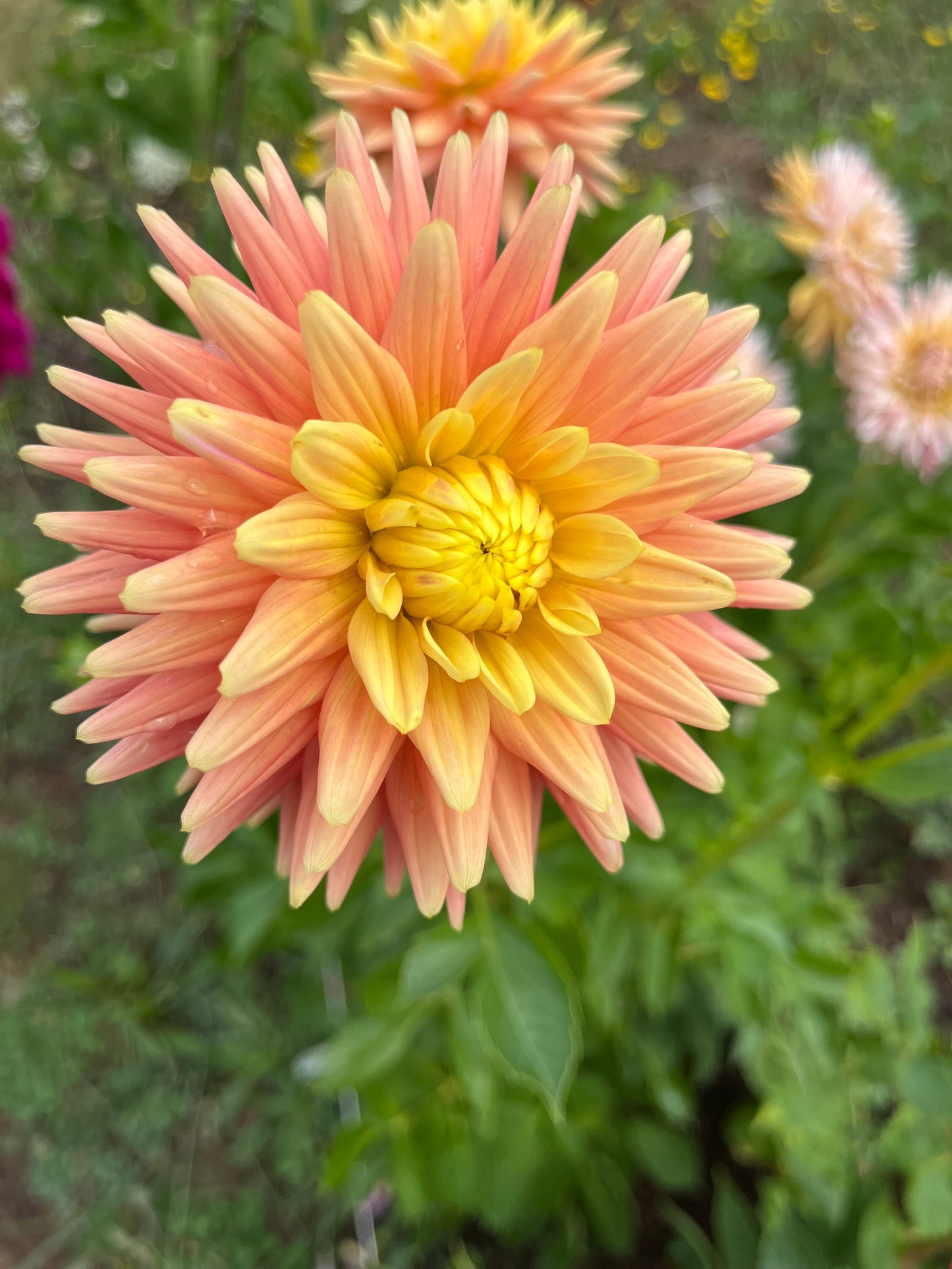 Hollyhill Gingersnap