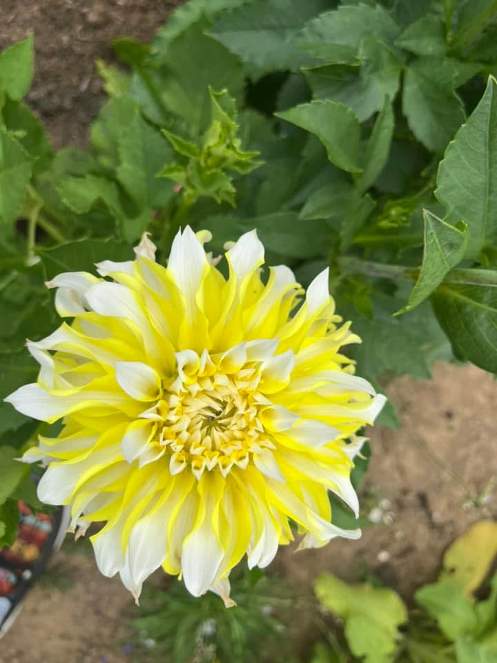 Hollyhill lemon ice