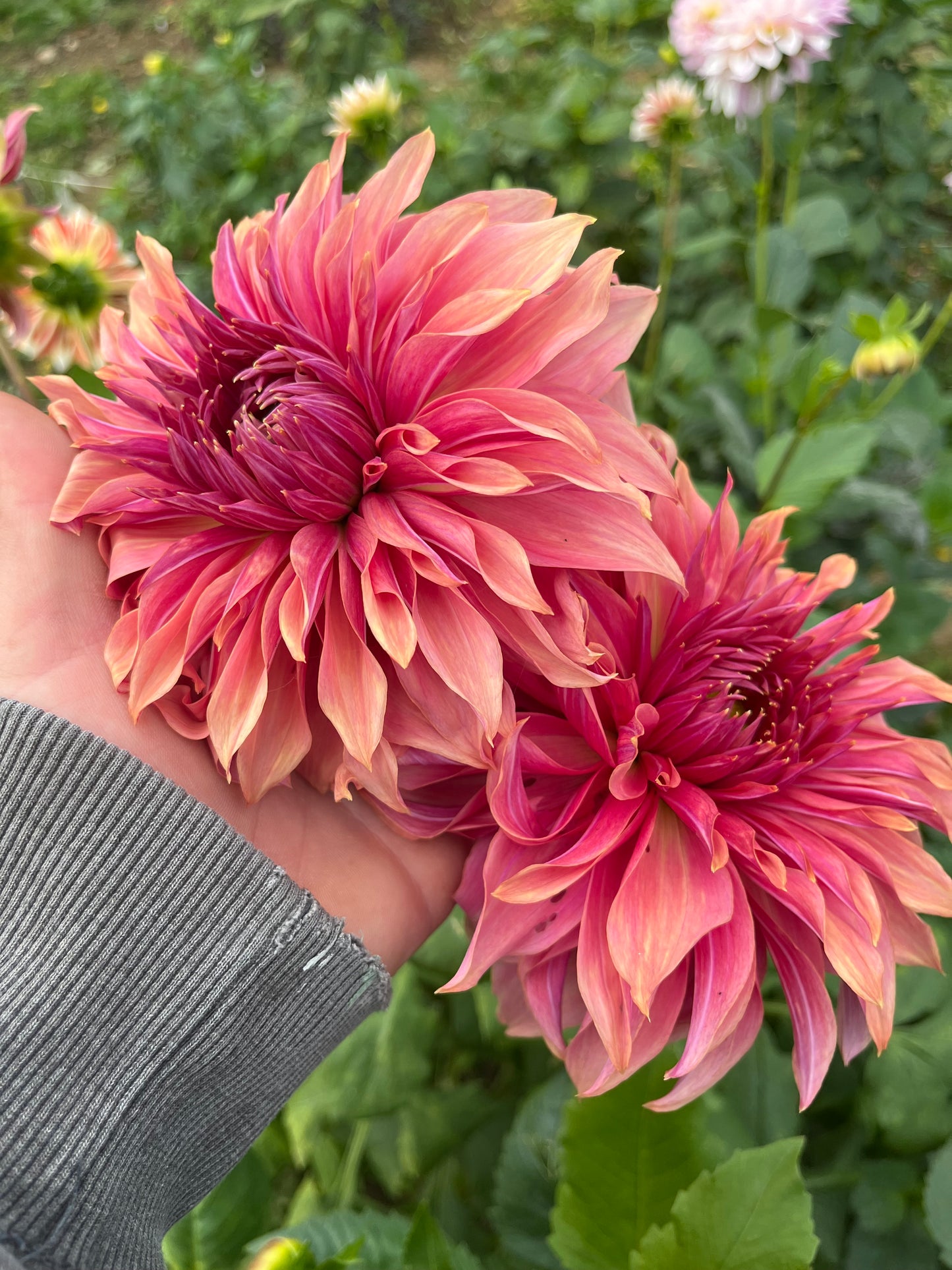 Penhill Dark Monarch
