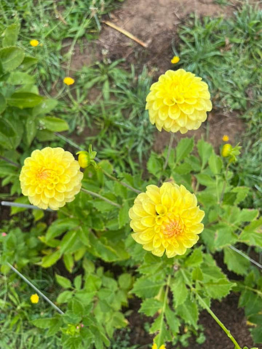 Ferncliff sunstruck